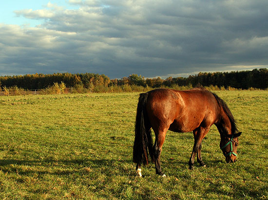 Lneburger Heide