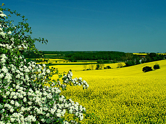 Sauerland