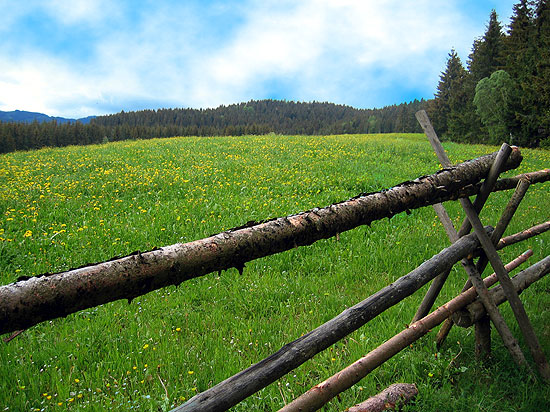 Schwarzwald