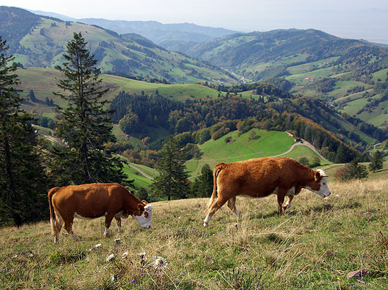 Schwarzwaldtal